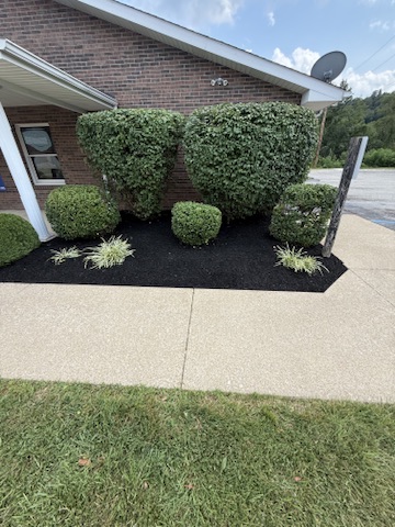 Front garden with shaped shrubs and fresh dark mulch after the refresh